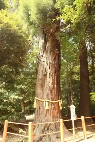 息栖神社の自然