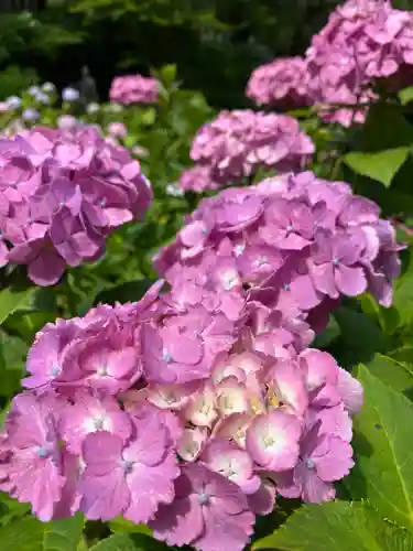 楽法寺（雨引観音）の自然
