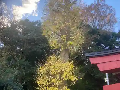 田谷御霊社(神奈川県)