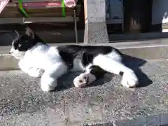 御誕生寺（猫寺）の動物