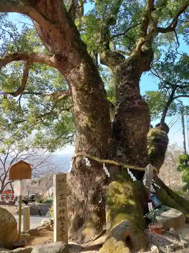 玉祖神社の自然