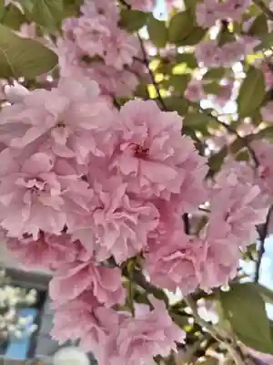 桜神宮(東京都)