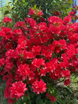 菊名池弁財天の{uncategorized: "未分類", other: "その他", undefined: "問題あり", building: "その他建物", grave: "お墓", sacred_gate: "鳥居", guardian: "狛犬", statue: "像", buddha: "仏像", history: "歴史", nature: "自然", garden: "庭園", animal: "動物", pagoda: "塔", temizu: "手水舎", mountain_gate: "山門・神門", sanctuary: "本殿・本堂", subordinate: "末社・摂社", art: "芸術", scenery: "景色", jizo: "地蔵", ema: "絵馬", goshuin: "御朱印", omikuji: "おみくじ", items: "授与品その他", amulet: "お守り", goshuincho: "御朱印帳", eats: "食事", festival: "お祭り", votive_dance: "神楽", shichigosan: "七五三参", wedding: "結婚式", experience: "体験その他", initially: "初詣", around: "周辺", anti_infection: "感染症対策"}