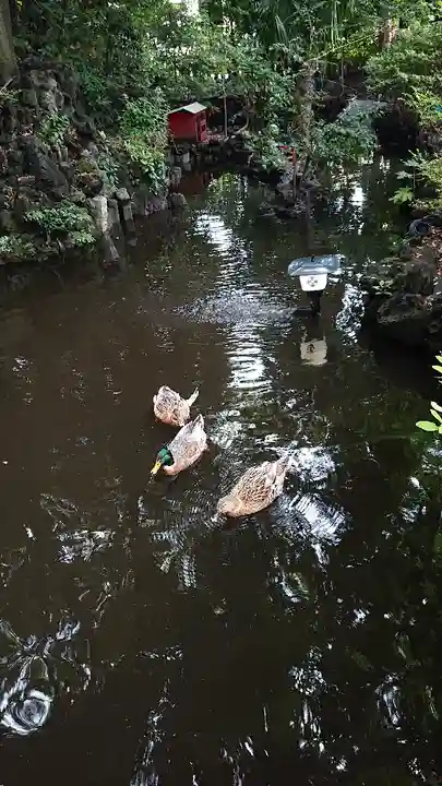 世田谷八幡宮の動物