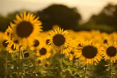 座間神社(神奈川県)