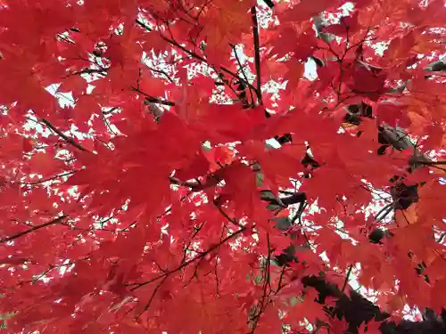 鷹栖神社の自然