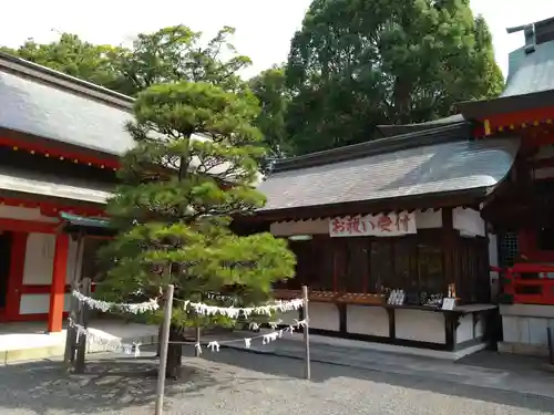 藤崎八旛宮(熊本県)