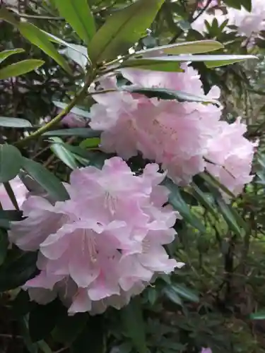 岡寺（龍蓋寺）の自然