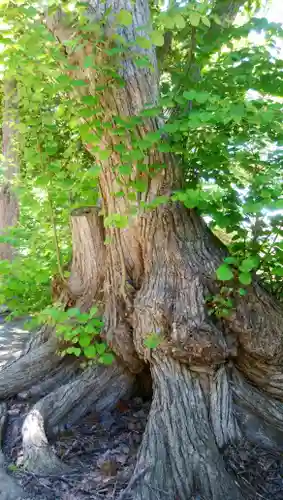 栗沢神社の自然