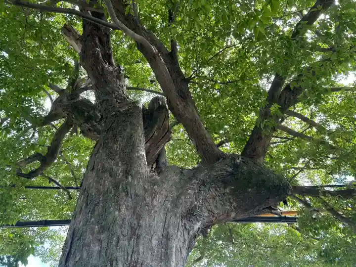 楠木神社(大阪府)