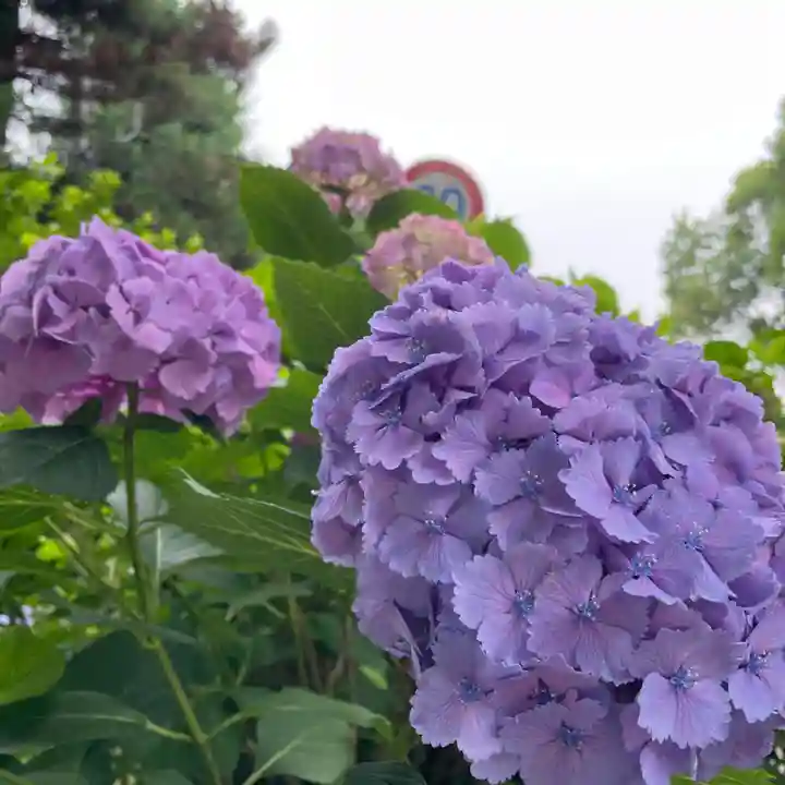 埼玉縣護國神社の自然