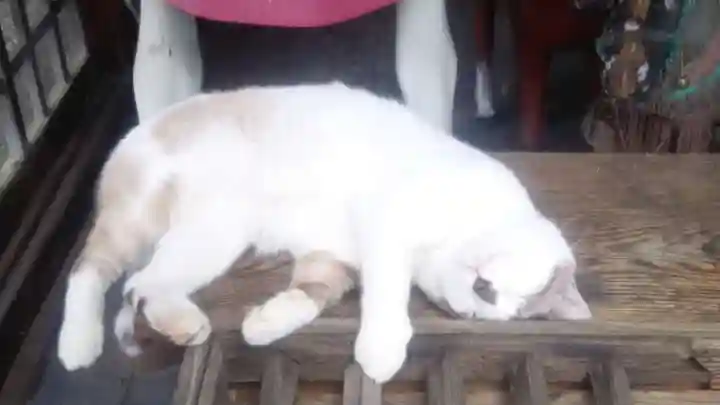 盛岡八幡宮の動物