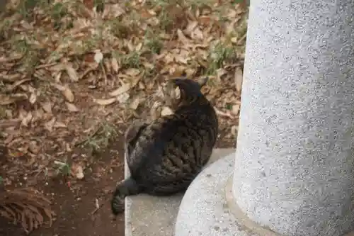 天形星神社の動物