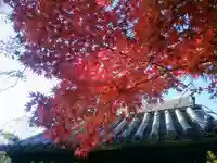 浄光明寺の自然