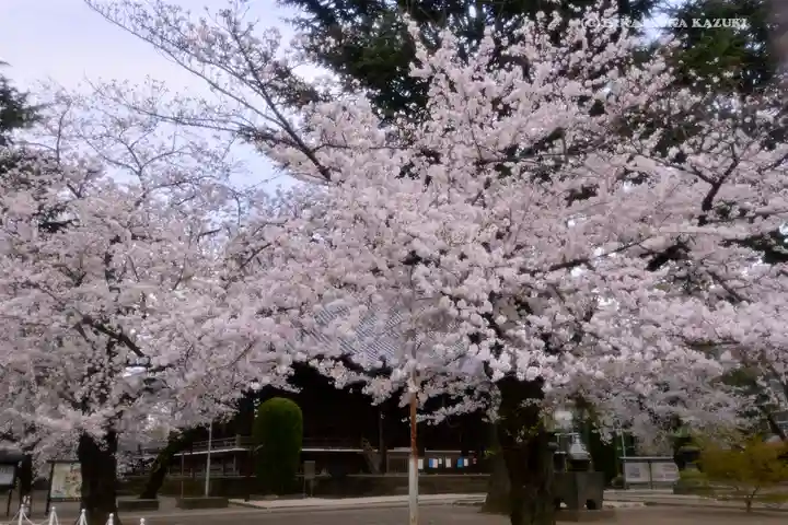 寛永寺(根本中堂)の自然