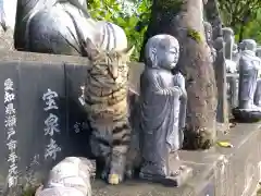 御誕生寺（猫寺）(福井県)