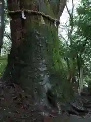 白山比咩神社の自然