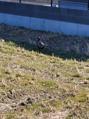 厳島神社(利保町)(栃木県)