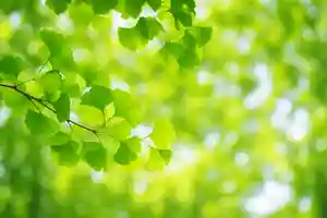 木舟山 順教寺(広島県)(2025年05月29日(木) 08時52分07秒投稿)