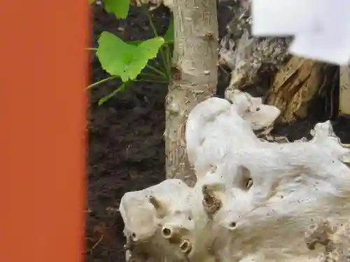 鶴岡八幡宮の自然