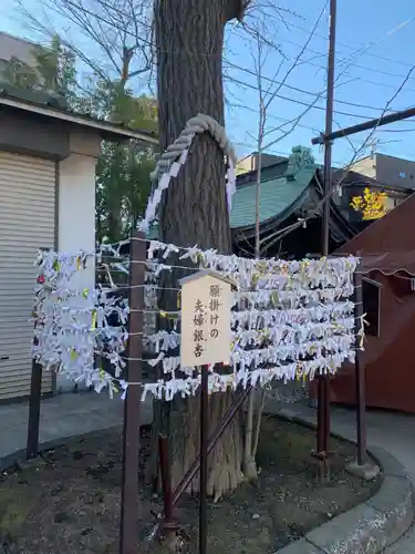 溝口神社のおみくじ