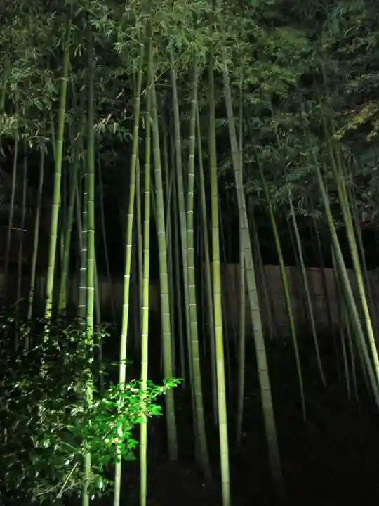 北野天満宮の自然