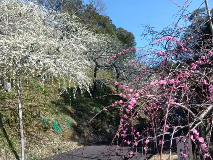 大縣神社(愛知県)