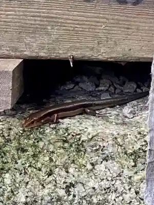 豊満神社(滋賀県)