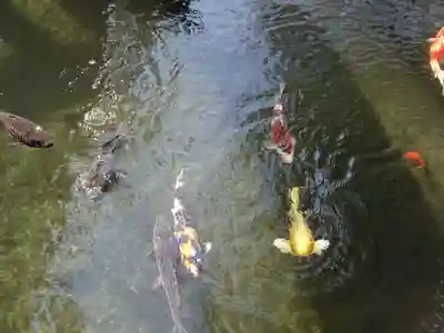 鈴鹿明神社の動物