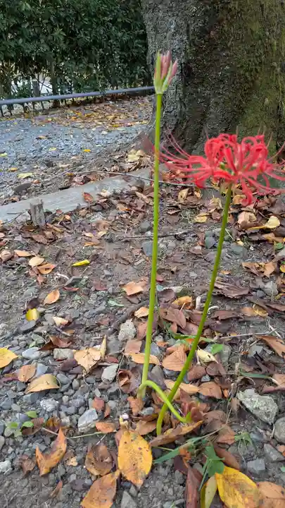 平野神社(京都府)