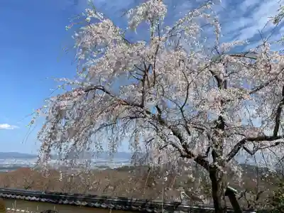 善峯寺(京都府)