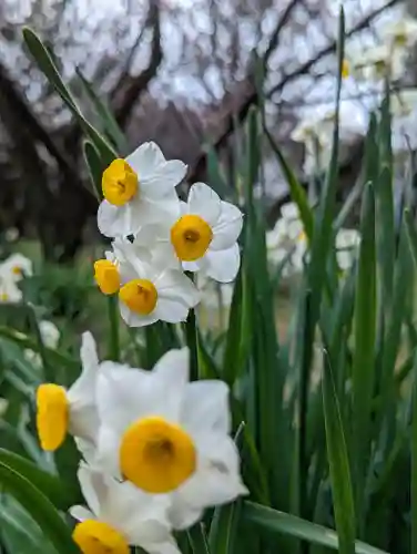 梅宮大社(京都府)