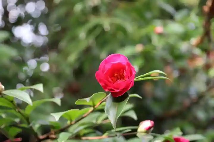 神炊館神社 ⁂奥州須賀川総鎮守⁂の自然