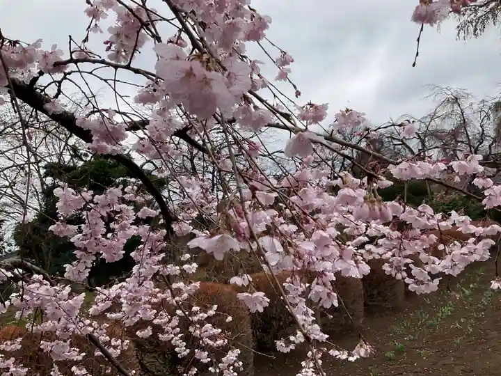 圓藏院(埼玉県)