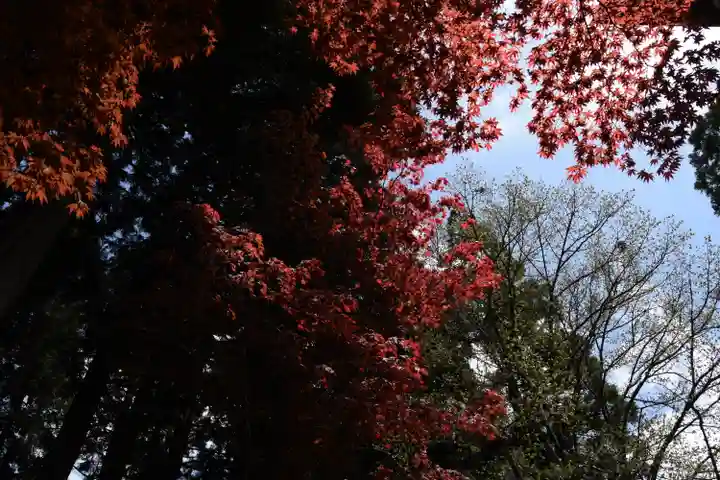 比叡山延暦寺の自然