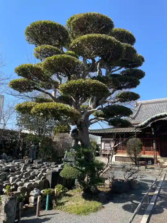 蓮光寺の{uncategorized: "未分類", other: "その他", undefined: "問題あり", building: "その他建物", grave: "お墓", sacred_gate: "鳥居", guardian: "狛犬", statue: "像", buddha: "仏像", history: "歴史", nature: "自然", garden: "庭園", animal: "動物", pagoda: "塔", temizu: "手水舎", mountain_gate: "山門・神門", sanctuary: "本殿・本堂", subordinate: "末社・摂社", art: "芸術", scenery: "景色", jizo: "地蔵", ema: "絵馬", goshuin: "御朱印", omikuji: "おみくじ", items: "授与品その他", amulet: "お守り", goshuincho: "御朱印帳", eats: "食事", festival: "お祭り", votive_dance: "神楽", shichigosan: "七五三参", wedding: "結婚式", experience: "体験その他", initially: "初詣", around: "周辺", anti_infection: "感染症対策"}