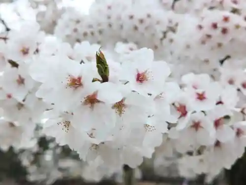 蒼柴神社の{uncategorized: "未分類", other: "その他", undefined: "問題あり", building: "その他建物", grave: "お墓", sacred_gate: "鳥居", guardian: "狛犬", statue: "像", buddha: "仏像", history: "歴史", nature: "自然", garden: "庭園", animal: "動物", pagoda: "塔", temizu: "手水舎", mountain_gate: "山門・神門", sanctuary: "本殿・本堂", subordinate: "末社・摂社", art: "芸術", scenery: "景色", jizo: "地蔵", ema: "絵馬", goshuin: "御朱印", omikuji: "おみくじ", items: "授与品その他", amulet: "お守り", goshuincho: "御朱印帳", eats: "食事", festival: "お祭り", votive_dance: "神楽", shichigosan: "七五三参", wedding: "結婚式", experience: "体験その他", initially: "初詣", around: "周辺", anti_infection: "感染症対策"}
