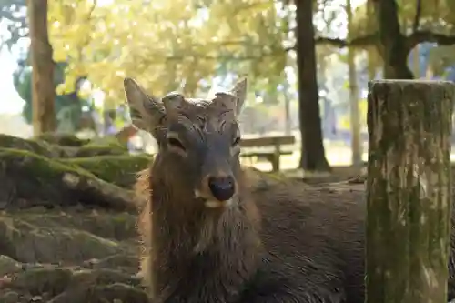 春日大社(奈良県)