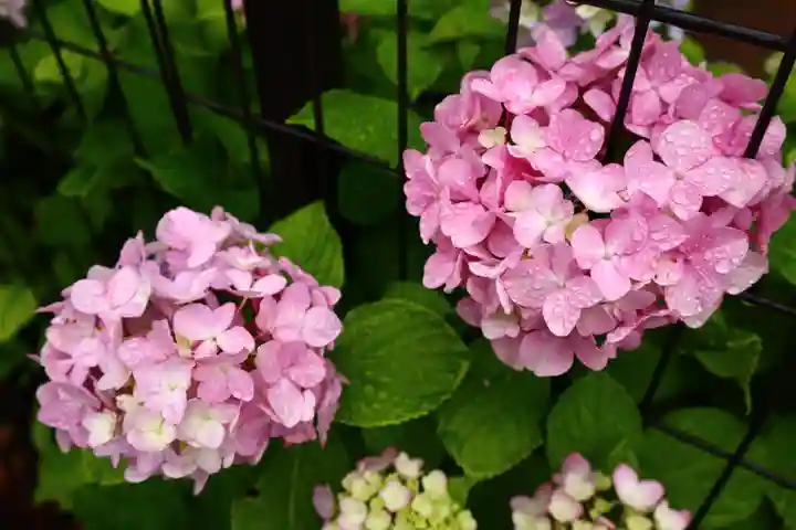 白山神社(東京都)