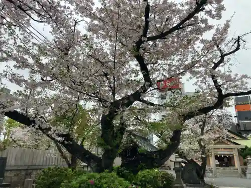 櫻宮の{uncategorized: "未分類", other: "その他", undefined: "問題あり", building: "その他建物", grave: "お墓", sacred_gate: "鳥居", guardian: "狛犬", statue: "像", buddha: "仏像", history: "歴史", nature: "自然", garden: "庭園", animal: "動物", pagoda: "塔", temizu: "手水舎", mountain_gate: "山門・神門", sanctuary: "本殿・本堂", subordinate: "末社・摂社", art: "芸術", scenery: "景色", jizo: "地蔵", ema: "絵馬", goshuin: "御朱印", omikuji: "おみくじ", items: "授与品その他", amulet: "お守り", goshuincho: "御朱印帳", eats: "食事", festival: "お祭り", votive_dance: "神楽", shichigosan: "七五三参", wedding: "結婚式", experience: "体験その他", initially: "初詣", around: "周辺", anti_infection: "感染症対策"}