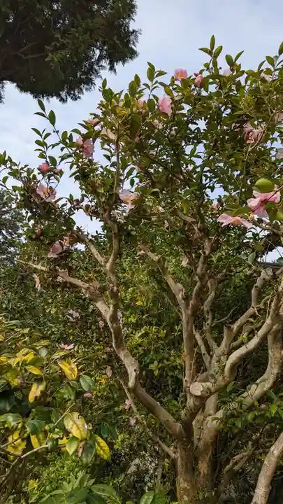 三室戸寺(京都府)