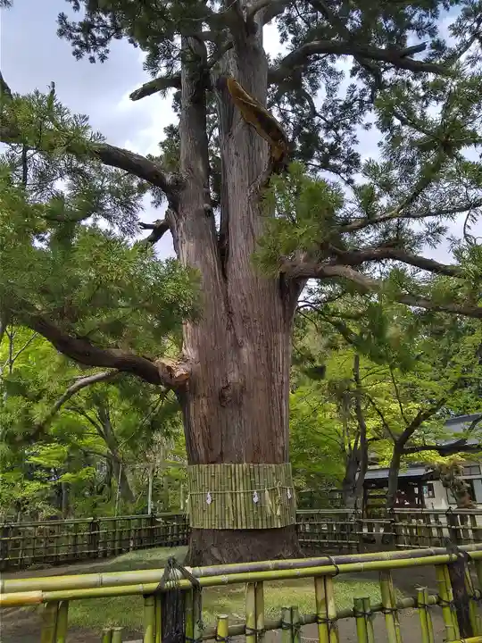 日高神社の自然