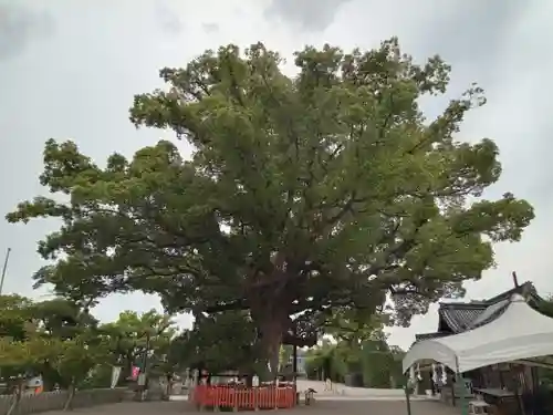 百舌鳥八幡宮(大阪府)