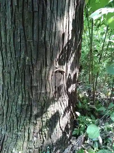 今熊神社の自然