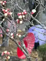 梅、開花
和傘をバックに✨