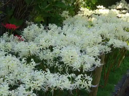横浜　西方寺の自然