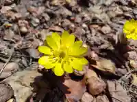 新得神社の自然