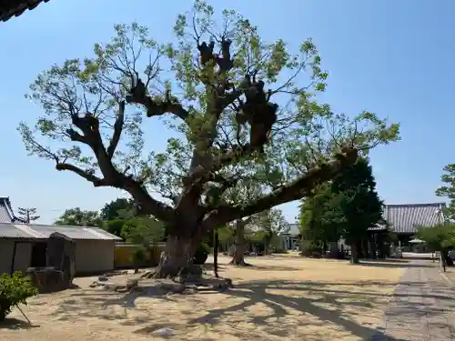 金倉寺(香川県)