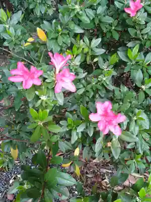 藤崎八旛宮(熊本県)