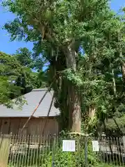 村山浅間神社の自然